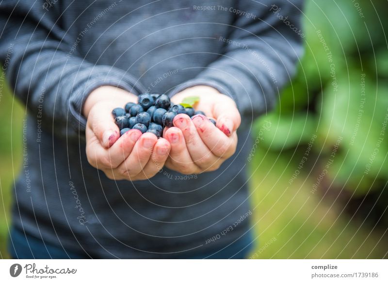 Freshly picked blueberries in children's hands Food Fruit Dessert Jam Nutrition Picnic Organic produce Vegetarian diet Healthy Alternative medicine