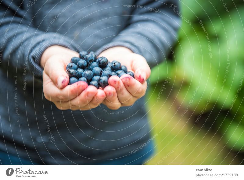 in the blueberry forest Food Fruit Nutrition Eating Breakfast Lunch Dinner Picnic Organic produce Vegetarian diet Healthy Healthy Eating Life Vacation & Travel