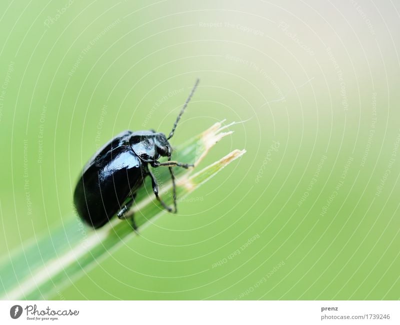 At the end Environment Nature Animal Spring Summer Beautiful weather Grass Wild animal Beetle 1 Green Black Feeler Compound eye Climbing Blade of grass Sit
