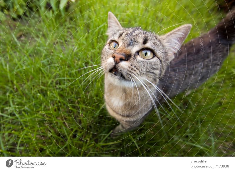 inquisitorial Colour photo Exterior shot Detail Experimental Abstract Copy Space left Day Deep depth of field Bird's-eye view Wide angle Animal portrait Looking