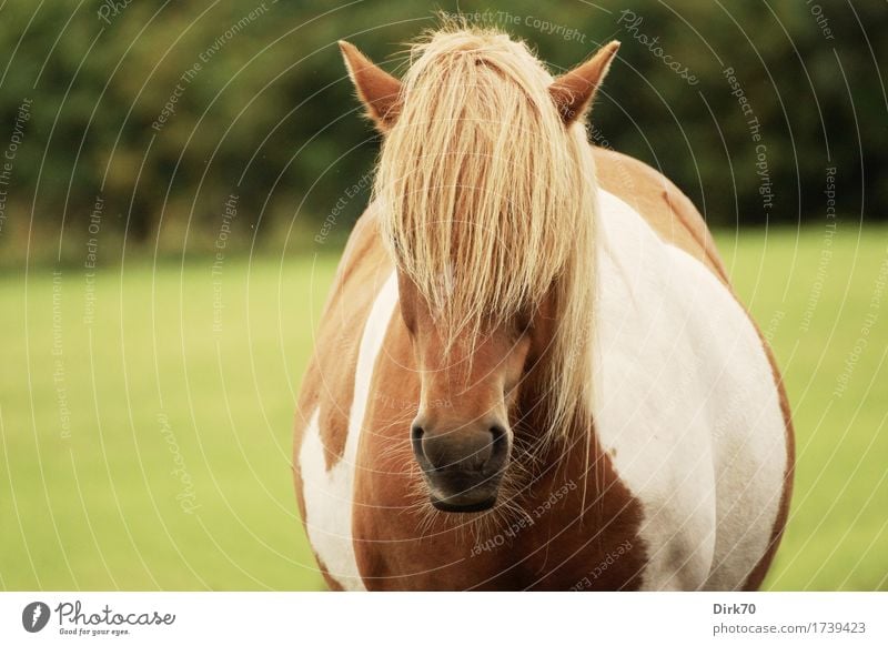 A lot of pony! Leisure and hobbies Ride Keeping of animals Grass Meadow Pasture Denmark Bangs Animal Pet Farm animal Horse Pony Iceland Pony Mane Blonde Pinto 1