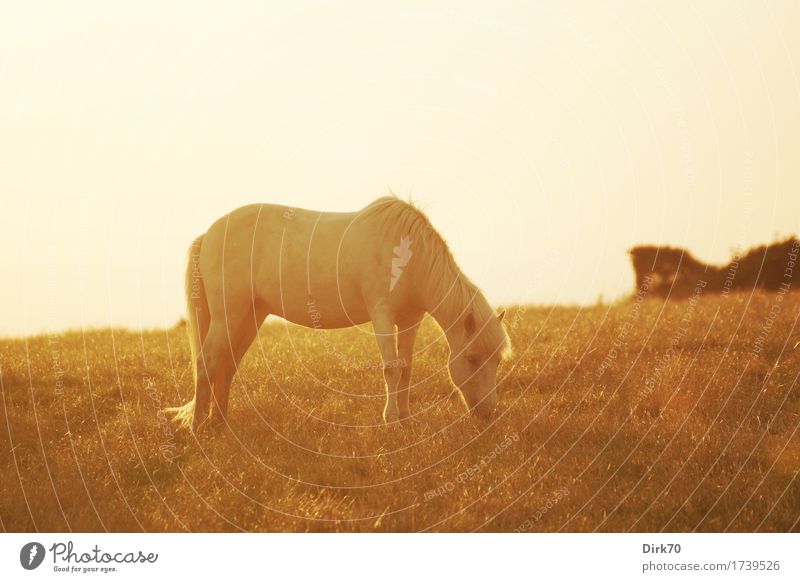 Graze peacefully at sunset. Ride Livestock breeding Riding stable Nature Sunrise Sunset Sunlight Summer Beautiful weather Warmth Grass Bushes Meadow Pasture