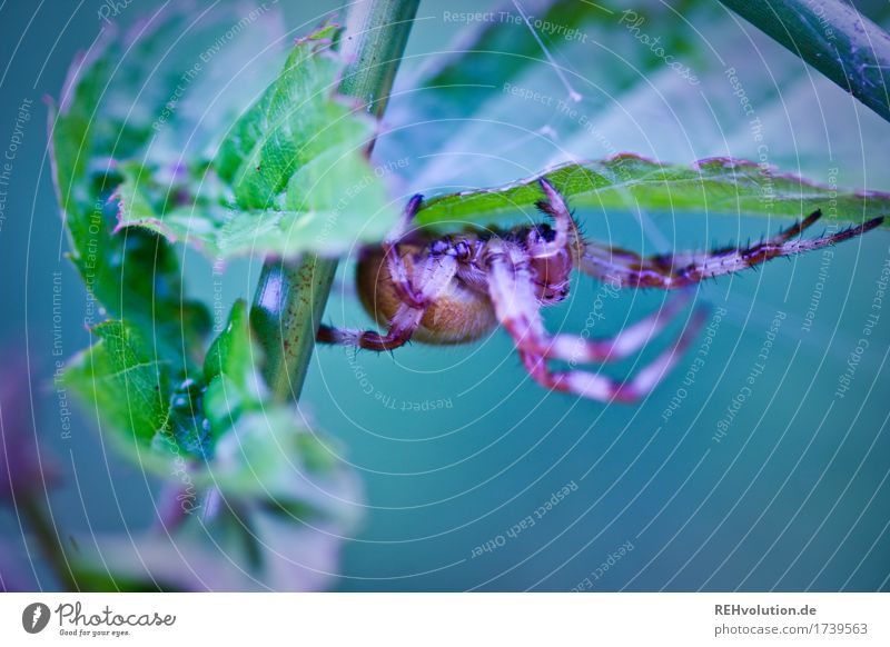 spider Environment Nature Landscape Animal Plant Leaf Foliage plant Wild animal Spider 1 Exceptional Exotic Creepy Emotions Fear Horror Dangerous Respect