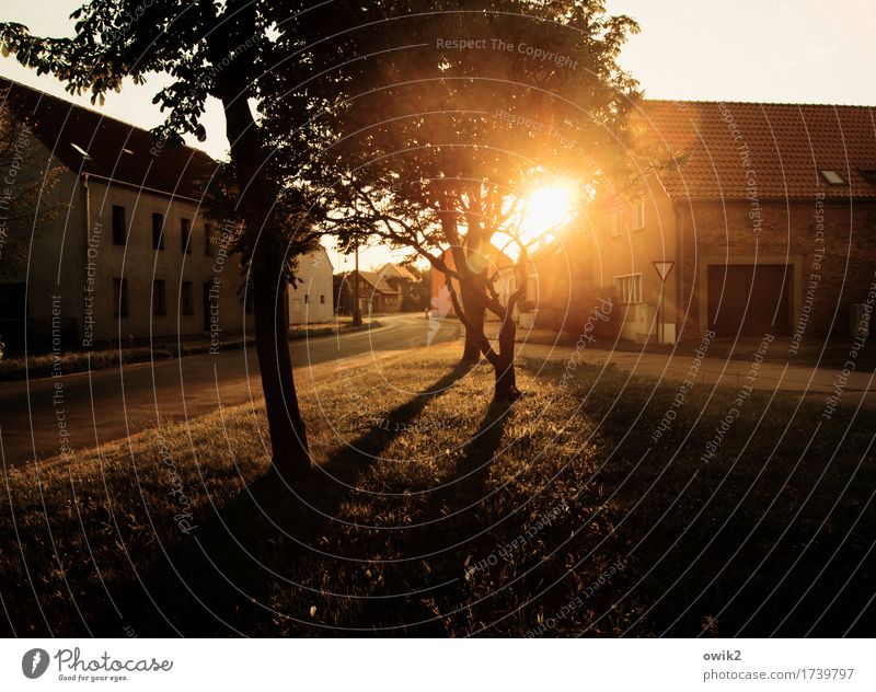 Warm evening Climate Beautiful weather Tree Grass Teltow-Fläming district Brandenburg Germany Village Populated House (Residential Structure) Barn Barn door