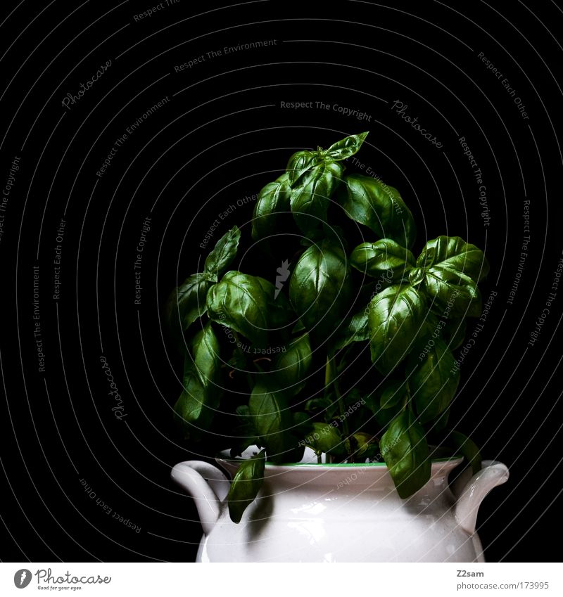 homegrown Colour photo Studio shot Central perspective Food Herbs and spices Plant Foliage plant Pot plant Fresh Healthy Basil Green Metal Contrast Reduced