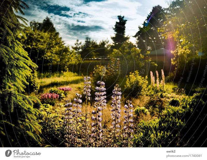 fragrance garden Environment Nature Landscape Plant Sky Clouds Spring Climate Beautiful weather Tree Flower Grass Bushes Leaf Blossom Lupin Lupin blossom Garden
