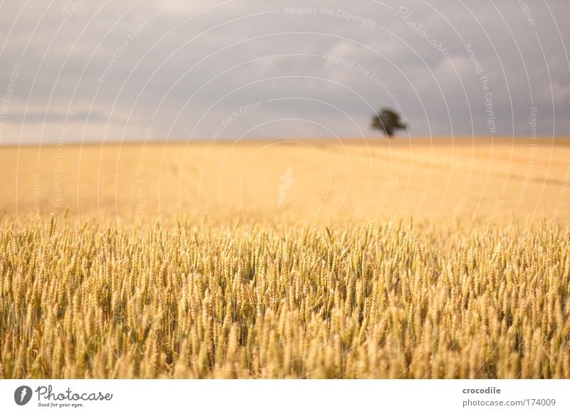 Wheat field IV Colour photo Exterior shot Deserted Copy Space left Copy Space right Copy Space top Copy Space bottom Copy Space middle Day Sunlight