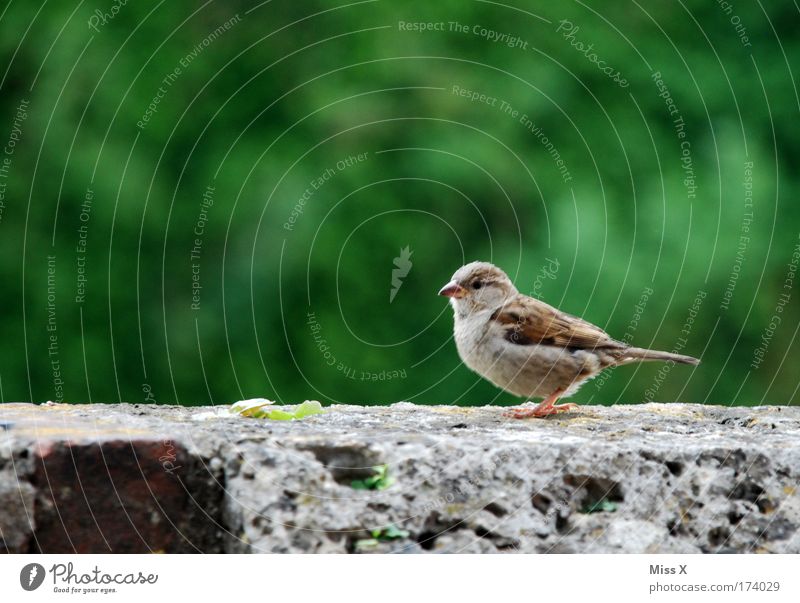 Sweet sparrow Exterior shot Close-up Detail Deserted Looking into the camera Environment Nature Spring Summer Animal Bird Wing 1 Baby animal Rutting season