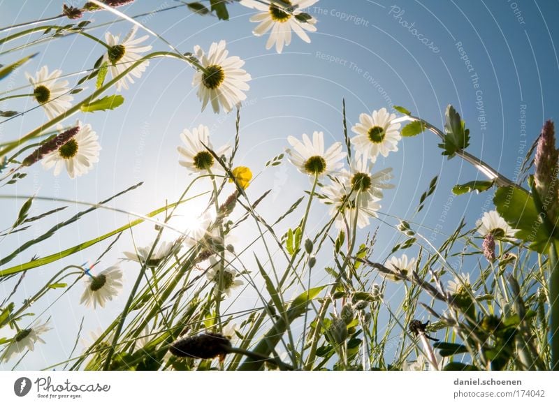 ant's perspective Subdued colour Sunlight Sunbeam Back-light Plant Cloudless sky Summer Flower Grass Meadow Esthetic Blue Green White Perspective Environment