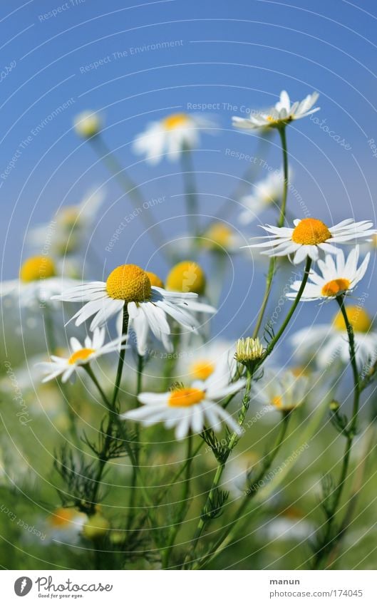 chamomile Colour photo Multicoloured Exterior shot Copy Space top Copy Space bottom Neutral Background Day Sunlight Central perspective Long shot Beautiful