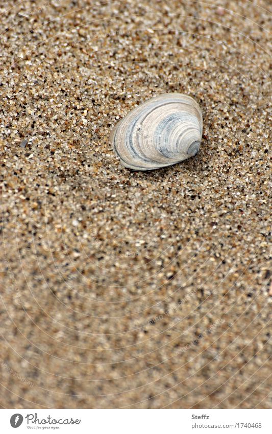 beach shell Mussel shell Sandy beach Beach North Sea Mussel Grains of sand Sea mussel Well-being Relaxation Serene Summer in the north North Sea holiday