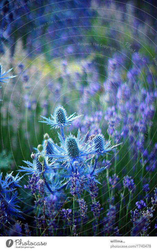 Man Litter man litter Thorny Blue noble thistle Thistle Umbellifer blue thistle Blossoming Flower meadow Lavender Point Nature Summery Plant