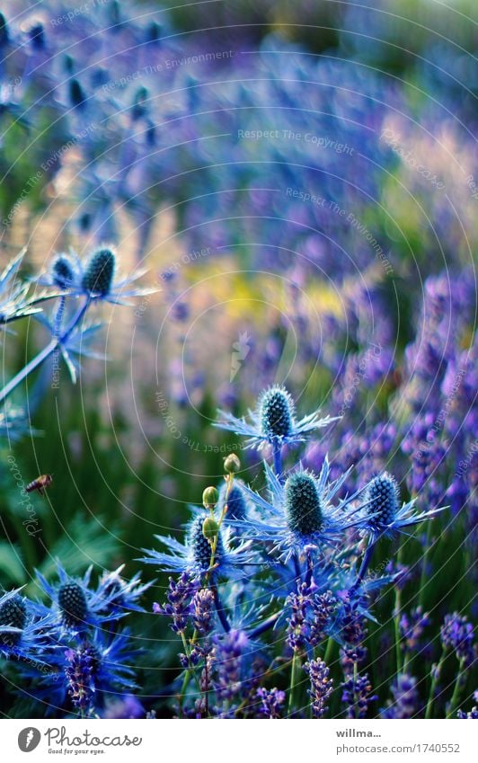summit meeting blue thistle Thistle Lavender man litter noble thistle Umbellifer Flower meadow Blossoming Point Thorny Blue Nature Summery Bee Plant