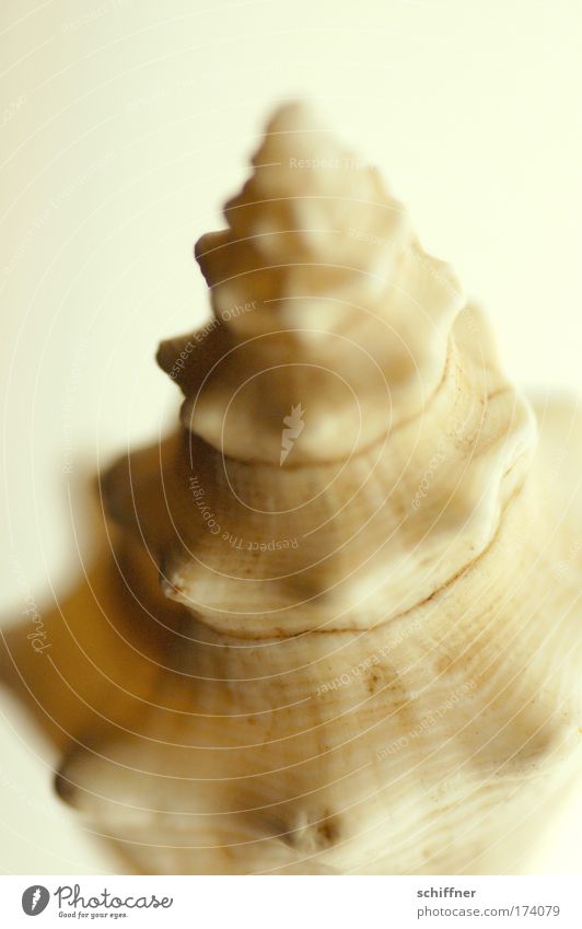 Princess Tower Macro (Extreme close-up) Environment Nature Snail shell Beautiful Safety Protection Marine animal Ocean Curved Whorl Rotated Smooth Mussel shell