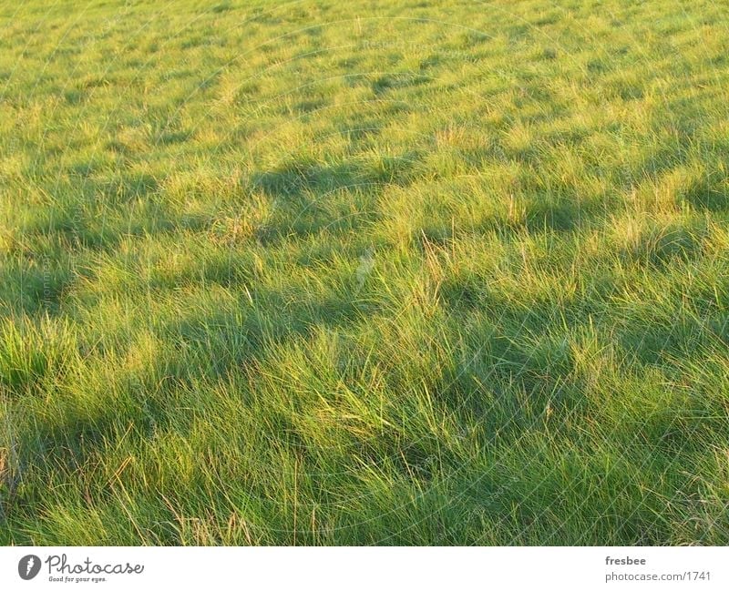 grass Grass Green Meadow Autumn Structures and shapes Wind sun on the ground To go for a walk