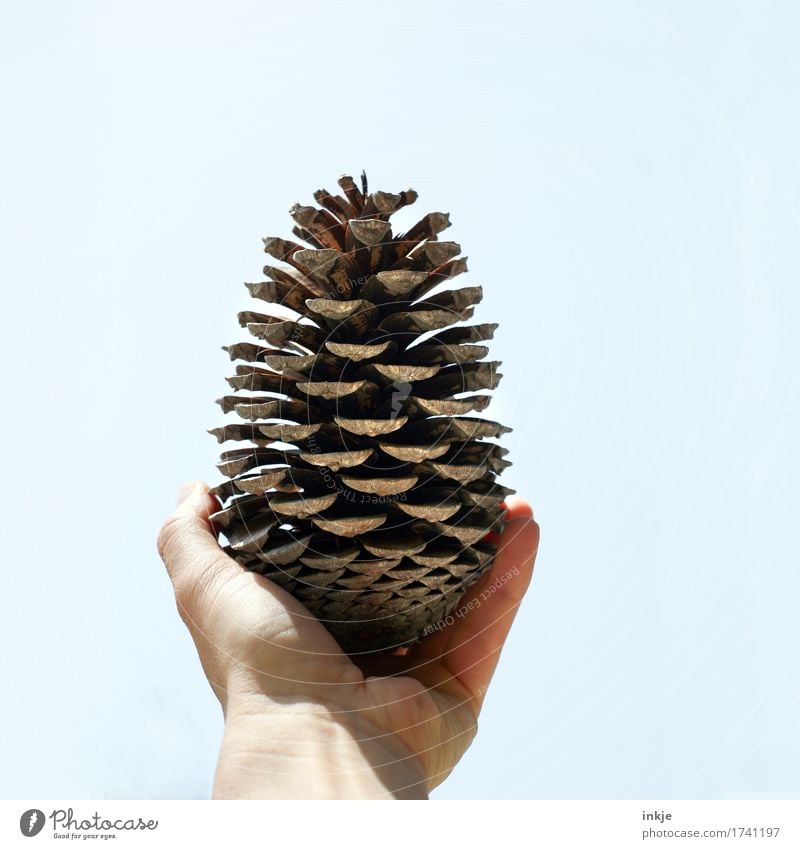 Corsican pine cone Hand Sky Cone Pine cone To hold on Authentic Simple Large Brown Nature Growth Change Discovery Indicate Open Bright background Colour photo