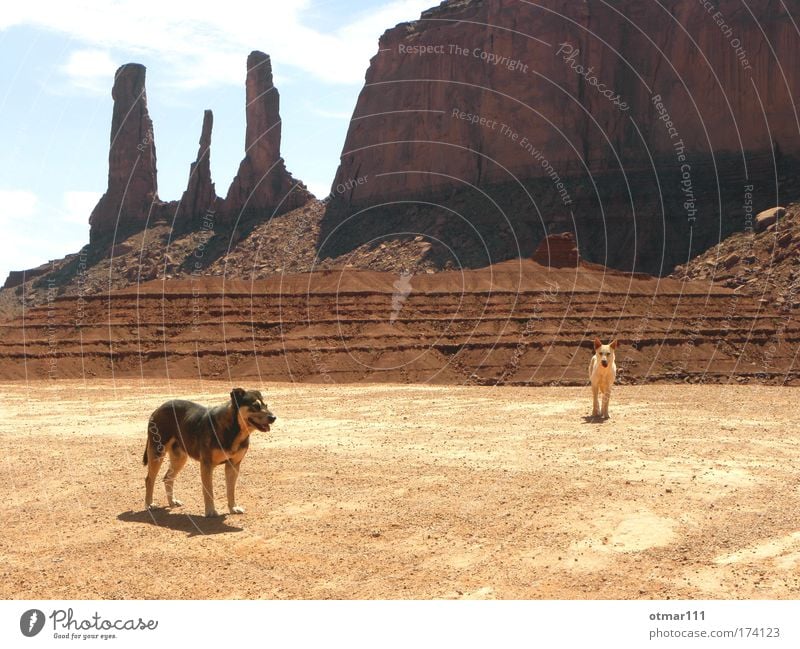 Wild dogs in Monument Valley Colour photo Subdued colour Exterior shot Twilight Shadow Silhouette Long shot Animal portrait Vacation & Travel Adventure