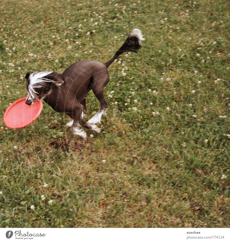 frisbee-dog Subdued colour Exterior shot Copy Space right Animal portrait Life Summer Garden Meadow Pelt Pet Dog 1 Fitness Running Romp Playing Escape Frisbee