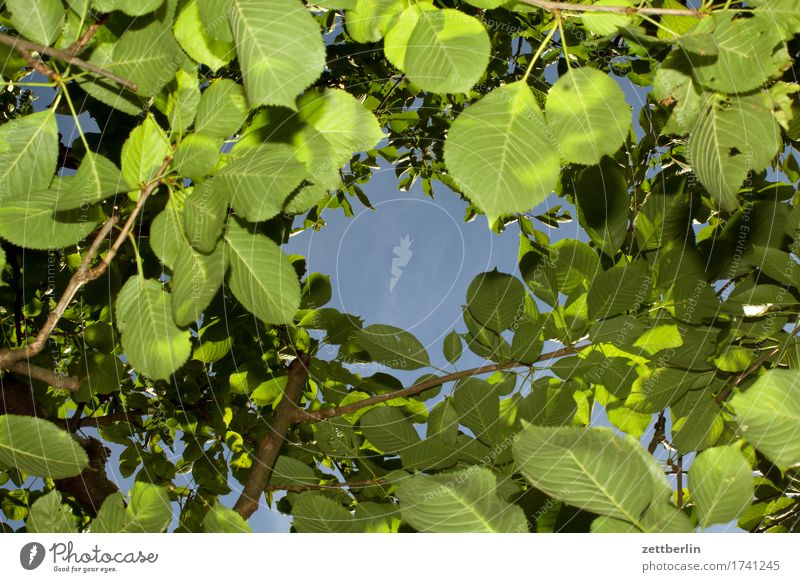 cherry Vista Branch Tree Relaxation Vacation & Travel Garden Grass Sky Garden plot Garden allotments Nature Plant Lawn Calm Summer Tree trunk Bushes Meadow Twig