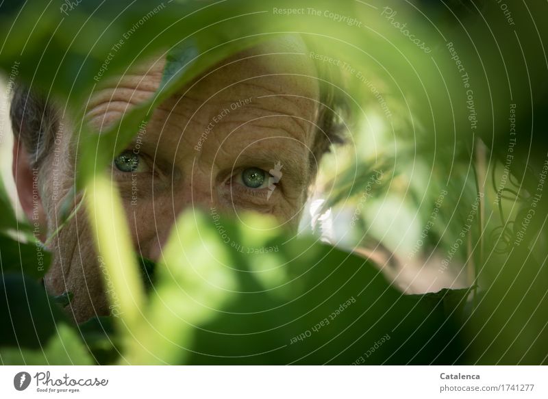 Blue eyes, man face behind leaves portrait person Man more adult Eyes masculine Attractive Expression Looking look Observe Plant Leaf Summer covert Day daylight