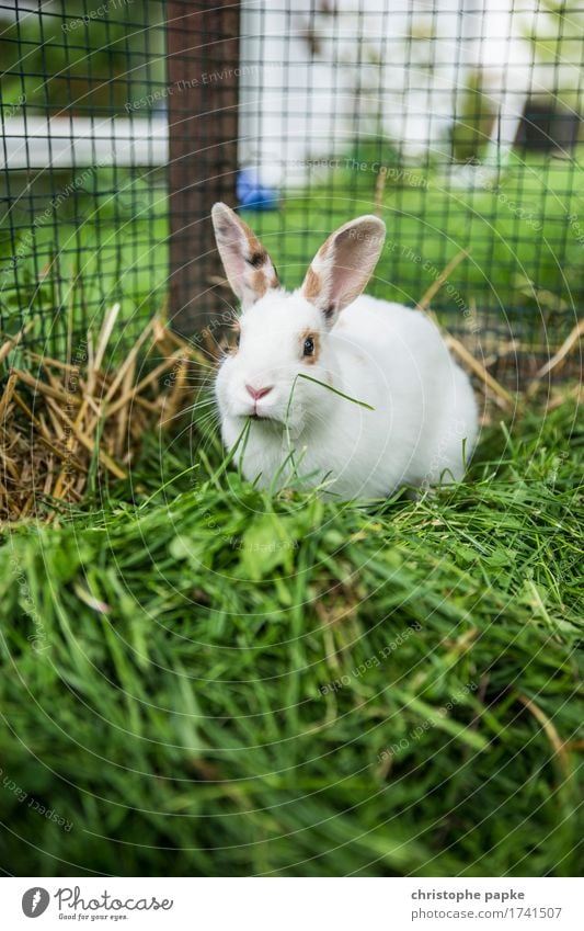Green preferred Grass Animal Pet Animal face Pelt Hare & Rabbit & Bunny 1 To feed Cute outdoor enclosure Cage Colour photo Exterior shot Shallow depth of field