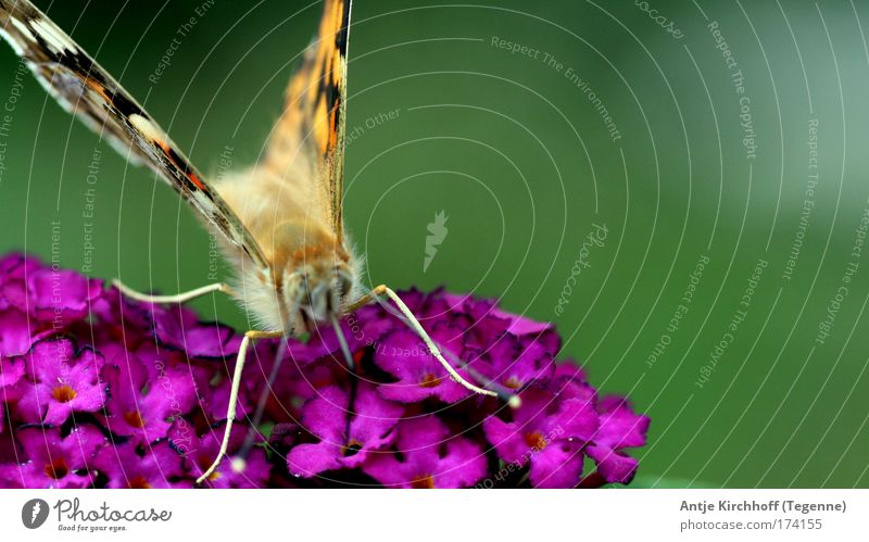 little butterfly Colour photo Multicoloured Exterior shot Close-up Macro (Extreme close-up) Day Central perspective Animal portrait Environment Nature Summer