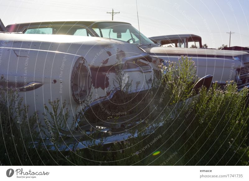 Flowers on car wreck Traffic accident Vehicle Car Vintage car Limousine DeSoto Chevrolet firedomes Wrecked car Road cruiser Old Esthetic Dirty Dark Sharp-edged
