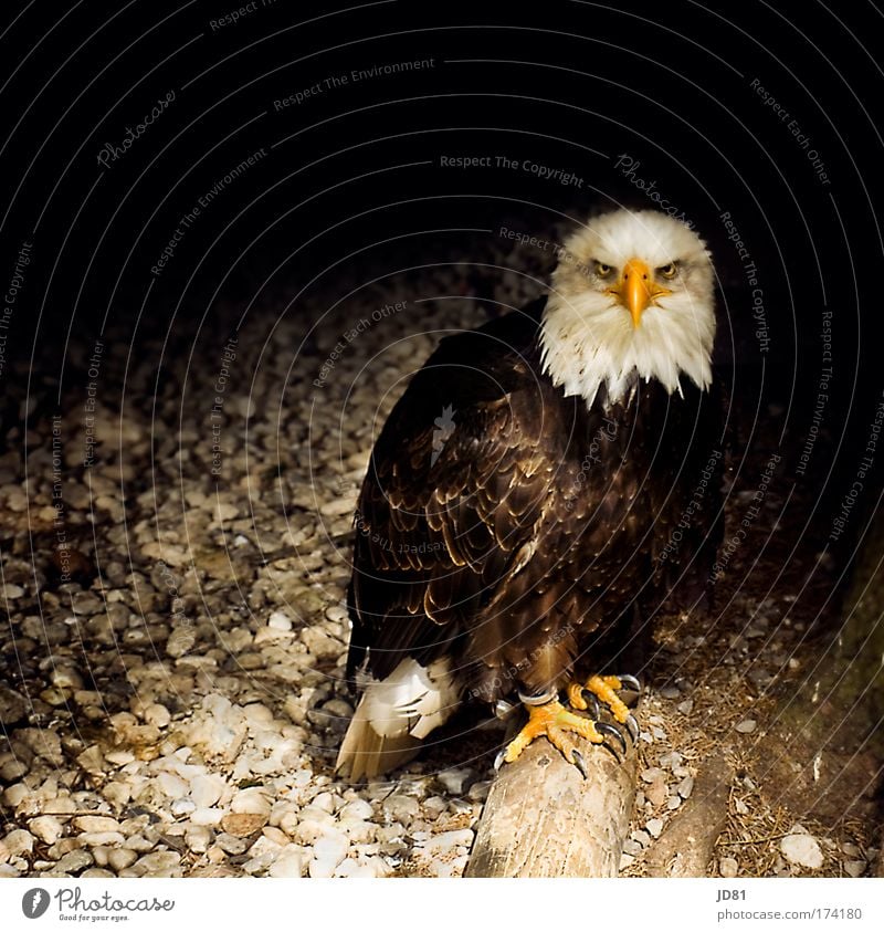 if looks could kill... Colour photo Exterior shot Copy Space top Blur Animal portrait Front view Looking into the camera Forward Wild animal 1 Concentrate Eagle