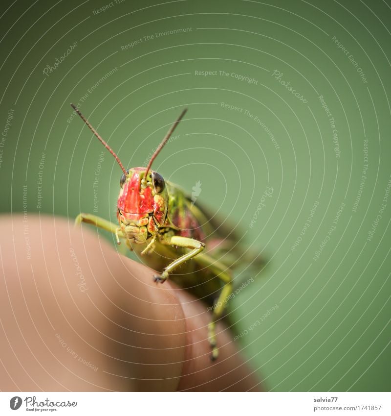 Cheeky Hopper Fingers Environment Nature Animal Wild animal Animal face Insect Locust Feeler 1 Observe Crawl Athletic Small Curiosity Speed Green Contact Ease