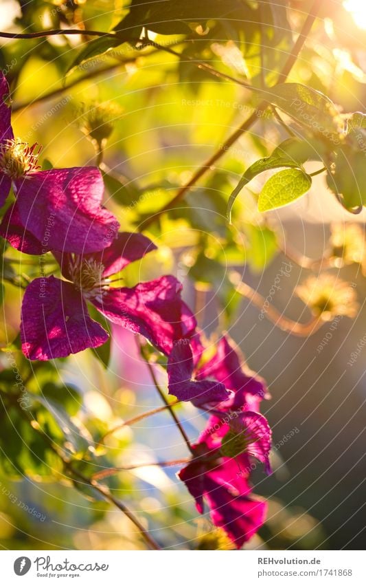 Garden flower in sunlight Plant Sunlight wax golden hour purple Blossom blossom pretty Nature Environment daylight naturally Summer Violet Close-up