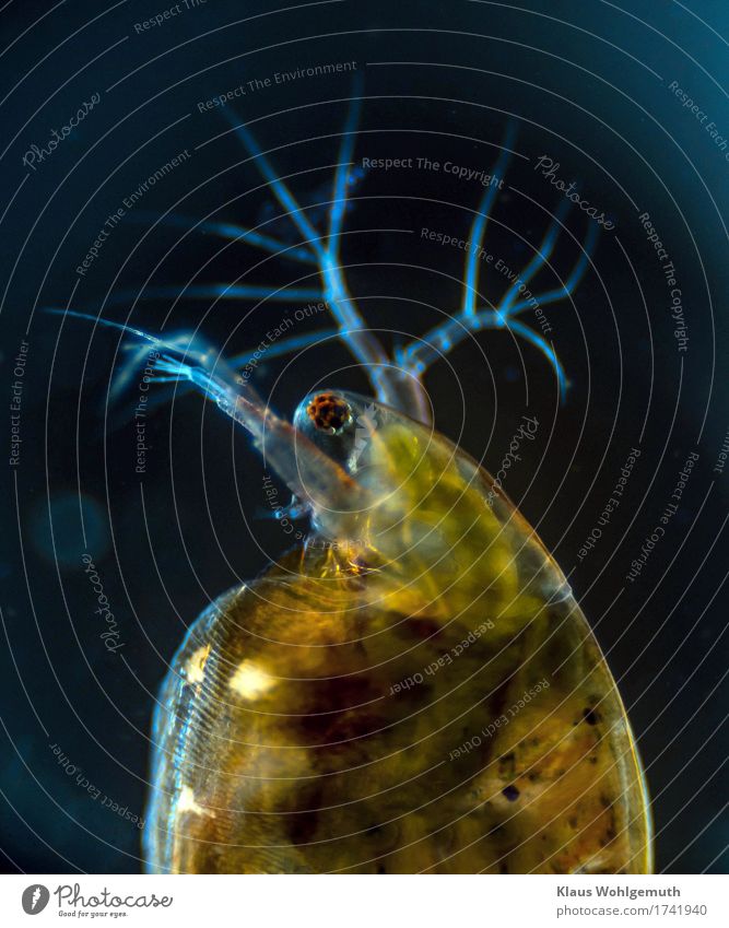 A water flea/ daphnia in darkfield at approx. 40x magnification under the microscope Water flea Daphnia Microscope Photomicrograph Macro (Extreme close-up)