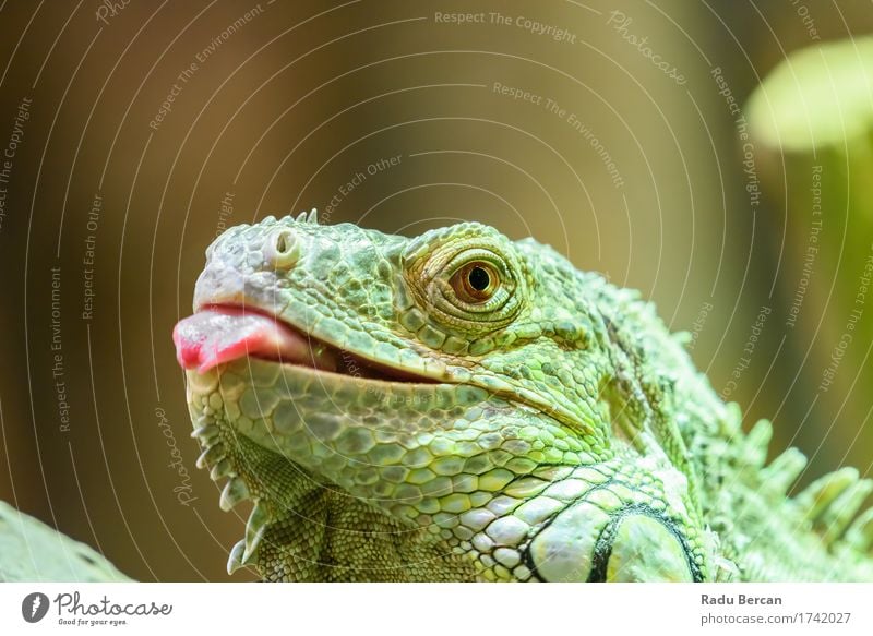 Green Iguana Portrait Environment Nature Animal Wild animal Animal face 1 Observe Hunting Communicate Crawl Looking Multicoloured Red Colour Lizards Reptiles