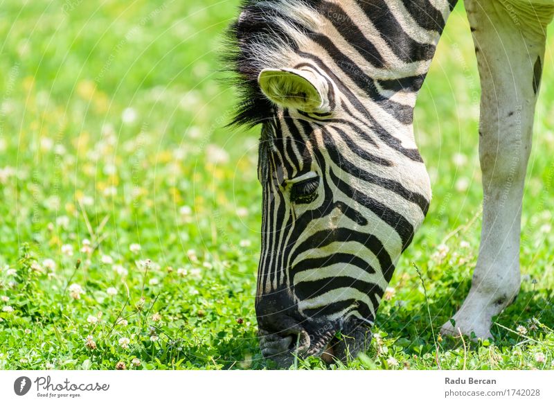 Wild Zebra Grazing On Fresh Green Grass Field Environment Nature Animal Wild animal Animal face 1 Eating To feed Feeding Simple Free Friendliness Healthy