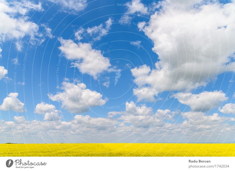 Yellow Rapeseed Flowers Field With Blue Sky Environment Nature Landscape Plant Earth Air Clouds Horizon Spring Weather Beautiful weather Blossom