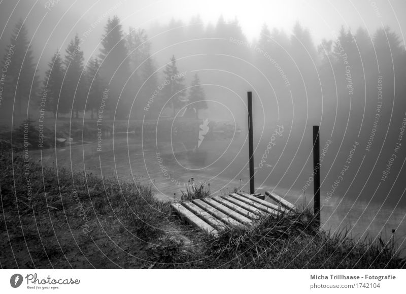 Fog at the lake Trip Environment Nature Landscape Earth Air Water Climate Weather Plant Grass Meadow Forest Lakeside Deserted Footbridge Discover