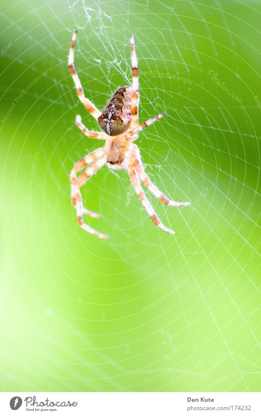 Hang in there, hang in there! Environment Nature Animal Spider 1 Catch To feed Feeding Hunting Sleep Wait Aggression Esthetic Threat Thin Creepy Yellow Green