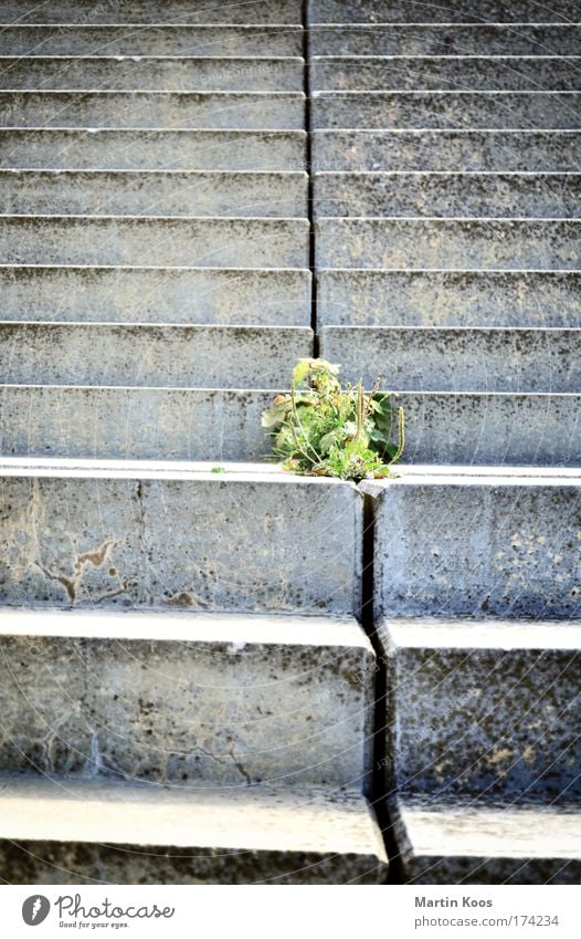 gradually Nature Plant Bushes Town Wall (barrier) Wall (building) Stairs Stone Walking Growth Sharp-edged Above Gloomy Wild Gray Green Self-confident Life Smart