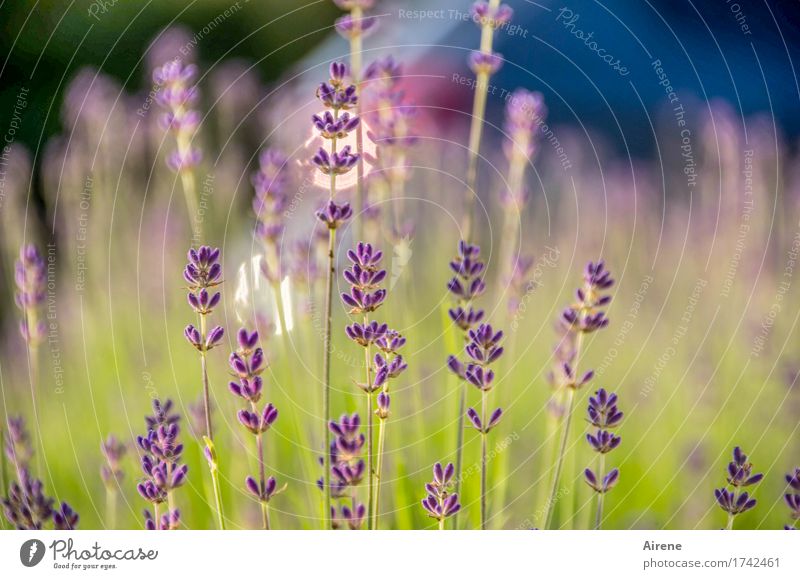 lavender's blue II Herbs and spices Plant Beautiful weather Flower Lavender Blossoming Fragrance Healthy Glittering Good Blue Green Violet Nature Growth