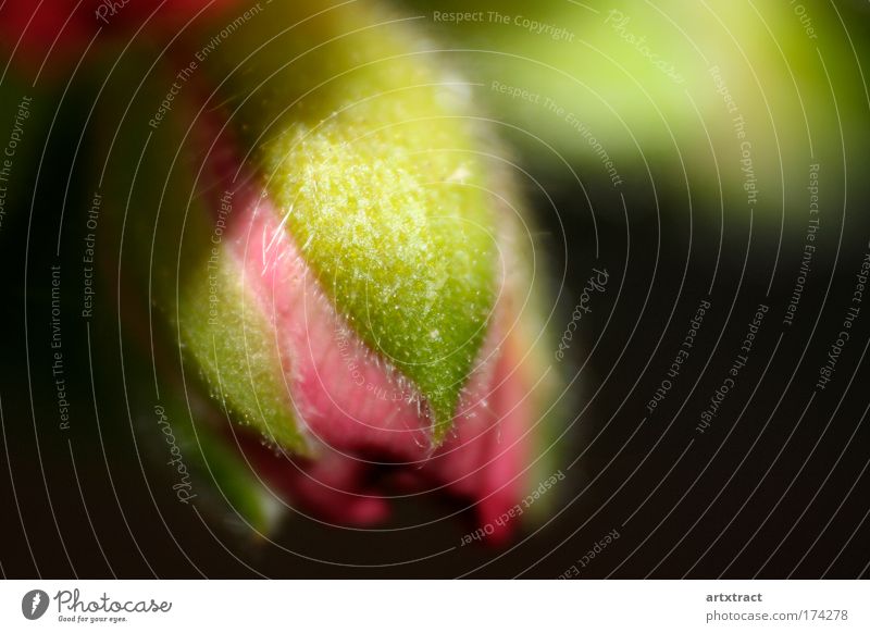 geranium bud Colour photo Exterior shot Close-up Detail Macro (Extreme close-up) Experimental Copy Space right Day Shadow Shallow depth of field