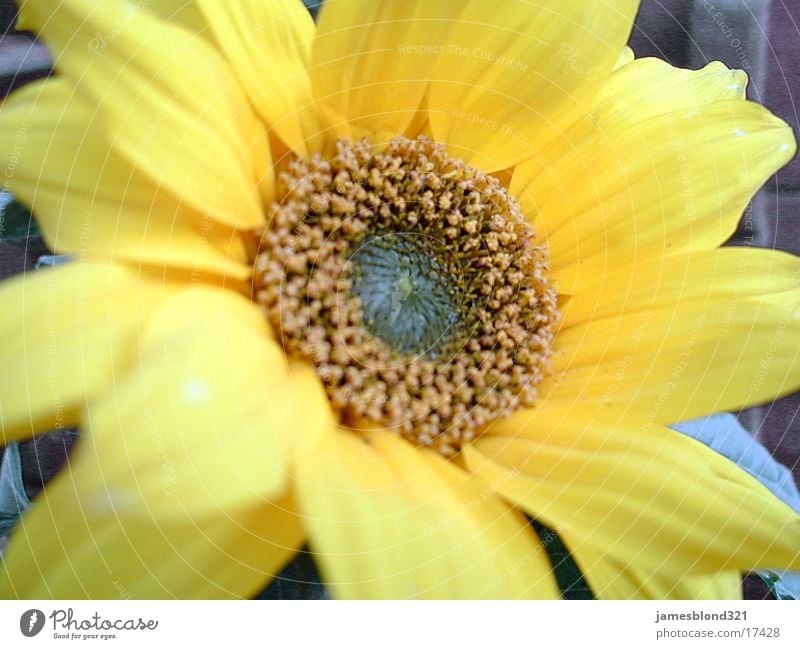 flower, or Sunflower Flower Blossom Blossom leave