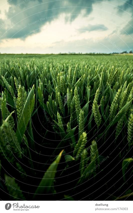 Grain field in lush green with cloudy sky Colour photo Exterior shot Deserted Copy Space top Evening Shadow Contrast Deep depth of field Wide angle Environment