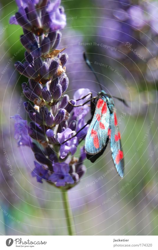 Old butterfly. Colour photo Exterior shot Macro (Extreme close-up) Day Blur Nature Landscape Plant Summer Lavender Animal Wild animal Butterfly 1 Esthetic