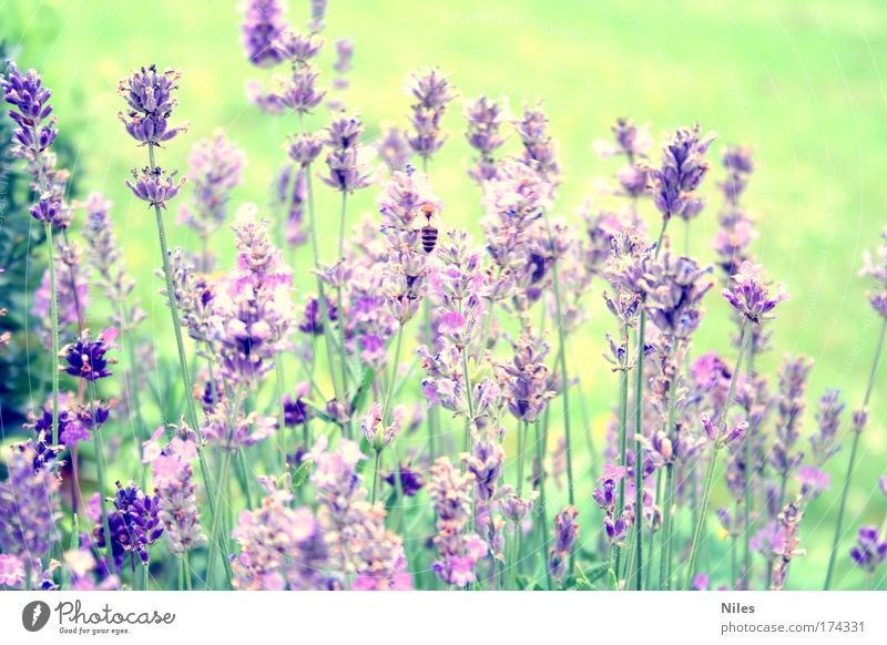 honey collector Colour photo Exterior shot Deserted Day Nature Summer Plant Bee 1 Animal Work and employment "Collect," Lavender Play of colours Violet