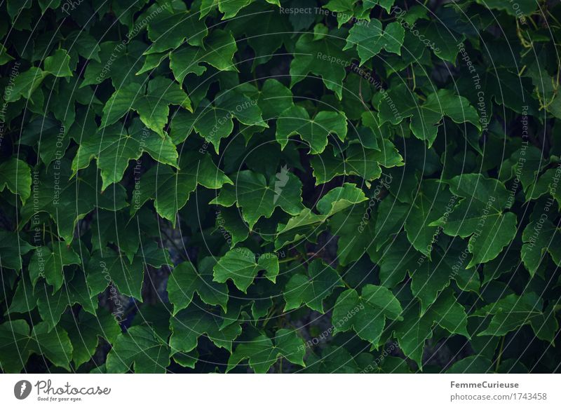 Green Nature Ivy A Royalty Free Stock Photo From Photocase