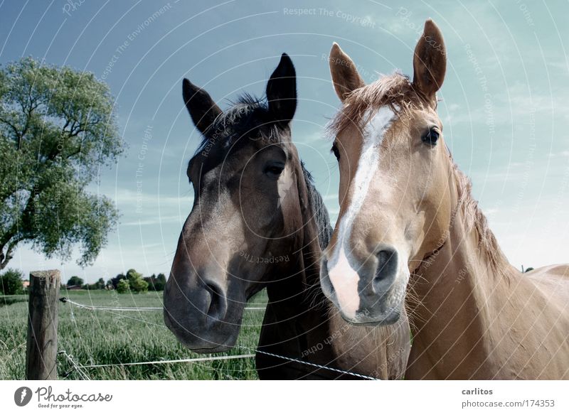 The Double Hottchen Wide angle Looking into the camera Harmonious Ride Freedom Meadow Village Horse Pelt 2 Animal Observe Esthetic Elegant Friendliness