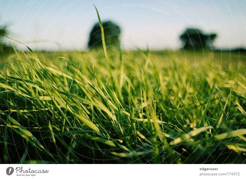 nature Colour photo Exterior shot Close-up Detail Macro (Extreme close-up) Deserted Morning Dawn Day Evening Twilight Blur Shallow depth of field