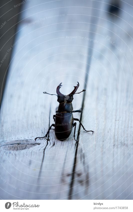willingness to fight Wild animal Stag beetle 1 Animal Wooden board Fight Looking Aggression Authentic Rebellious Anger Gray Bravery Willpower Protection