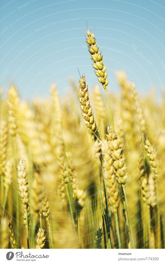 whole grain Food Grain Cereals Organic produce Healthy Life Organic farming Ecological Environment Landscape Cloudless sky Summer Agricultural crop Wheat