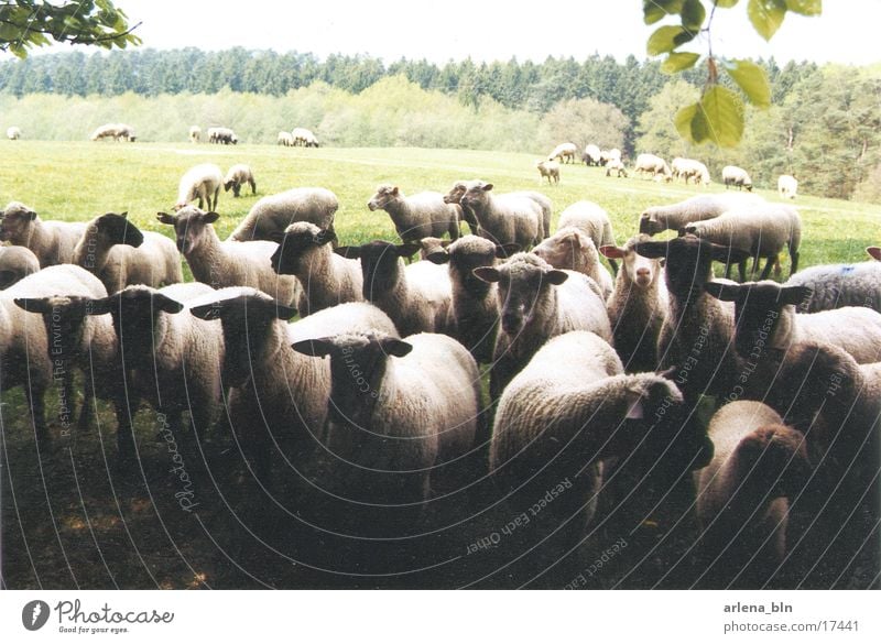 mass accumulation Sheep Meadow Transport