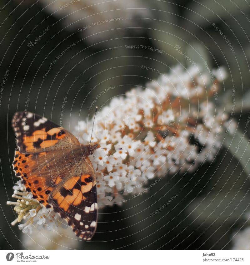 butterfly Colour photo Exterior shot Deserted Copy Space right Copy Space top Day Shallow depth of field Animal portrait Environment Nature Spring Summer
